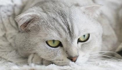 开云官网-维金斯增重转型四号位？新赛季他有三大目标