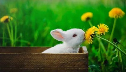 开云官网-WTA赛事命名朝ATP看齐 迈出合并的实质性第一步？